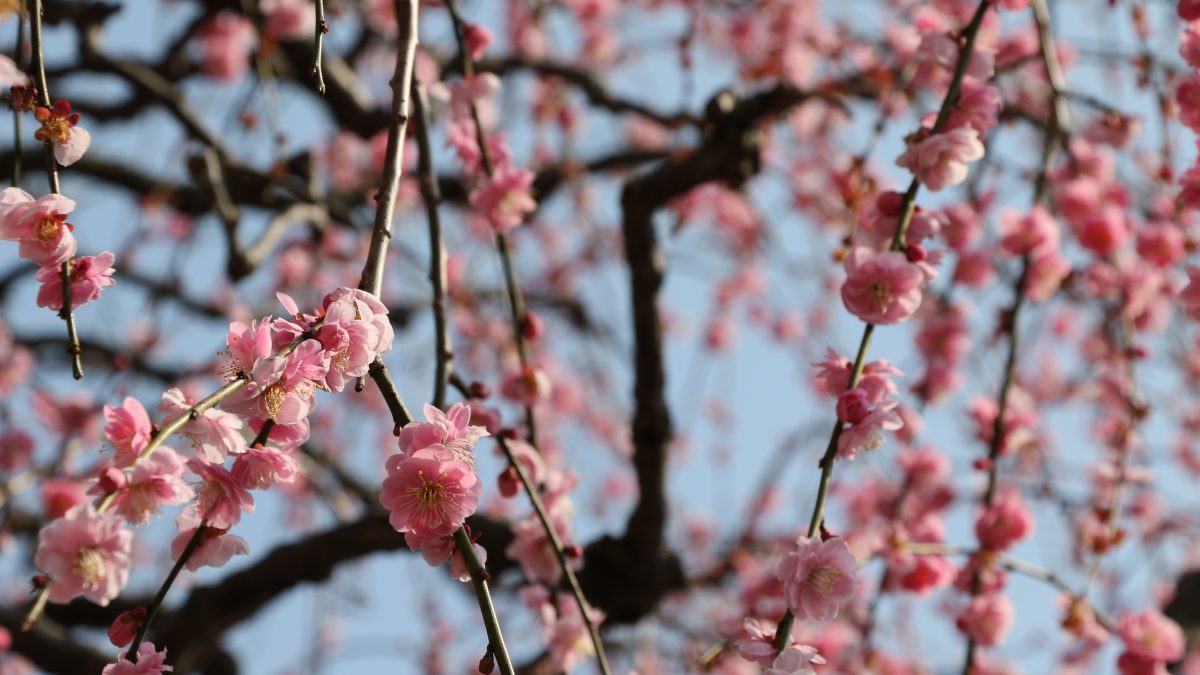 南立石公園のしだれ梅