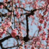 南立石公園のしだれ梅