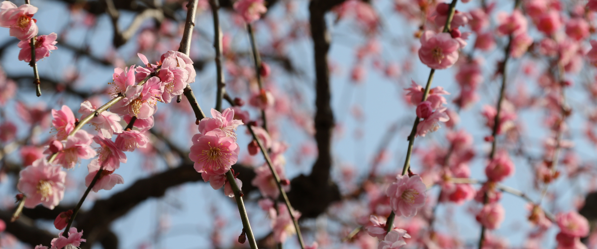 南立石公園のしだれ梅