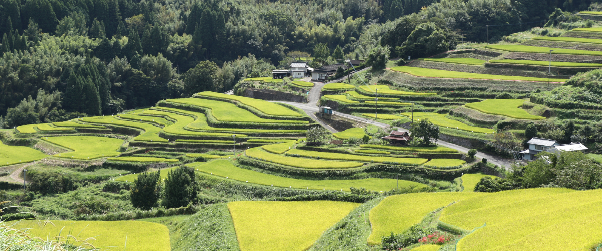 内成の棚田